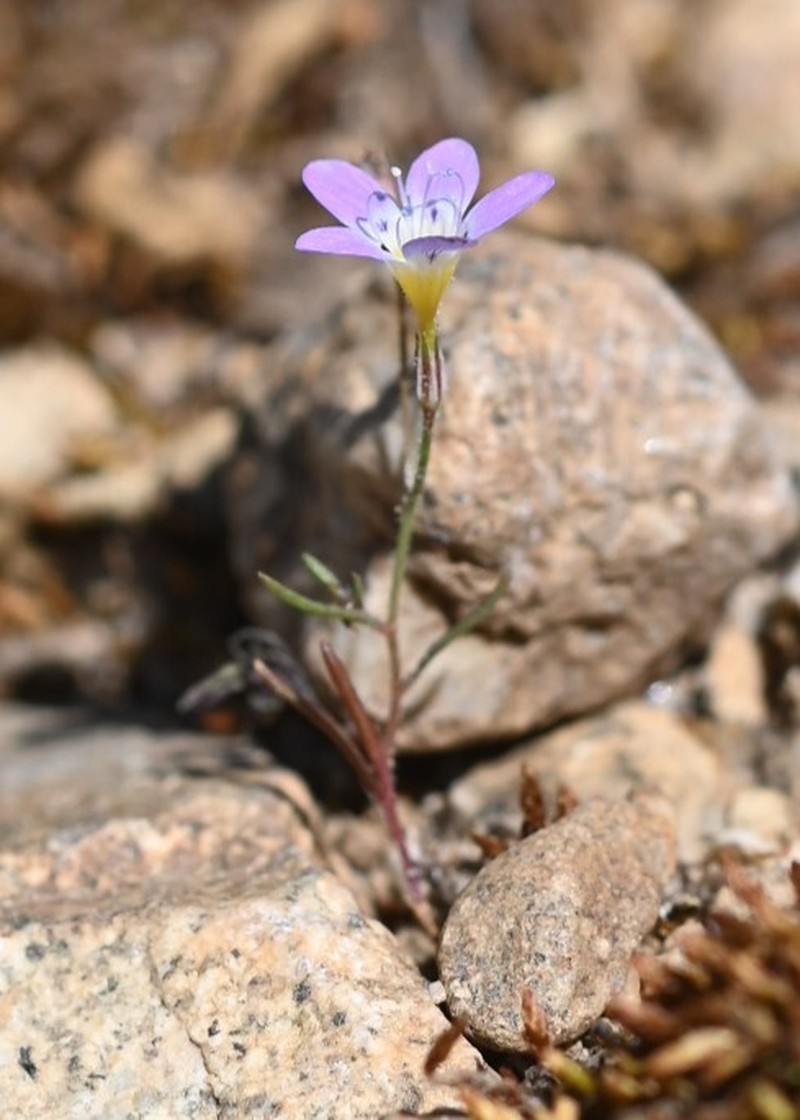 Navarretia leptalea subsp. bicolor photo 4