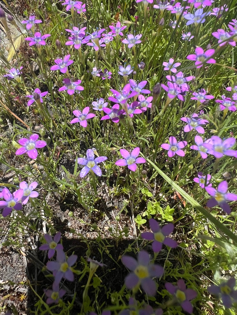 Navarretia leptalea subsp. bicolor photo 5