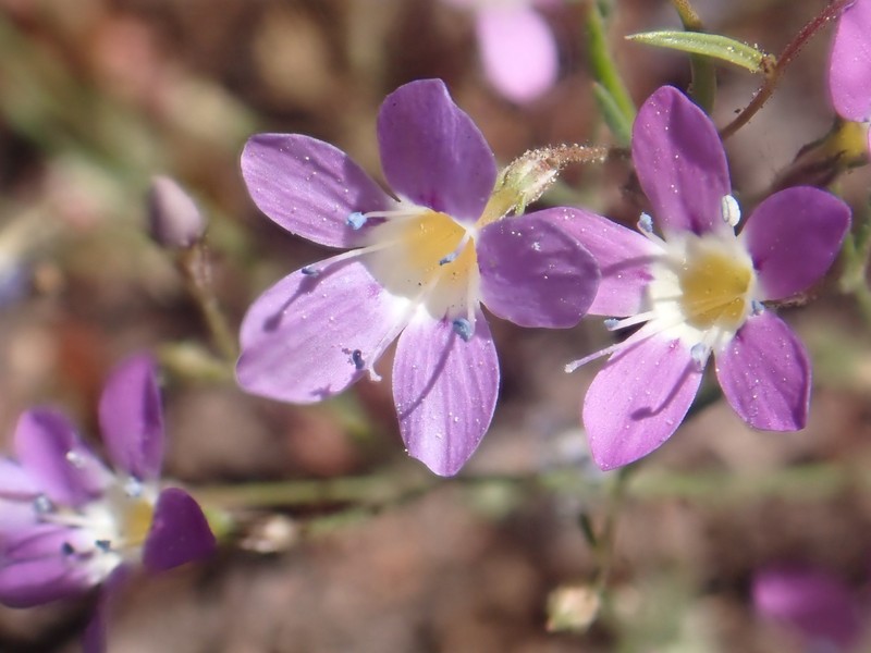 Navarretia leptalea subsp. bicolor photo 6
