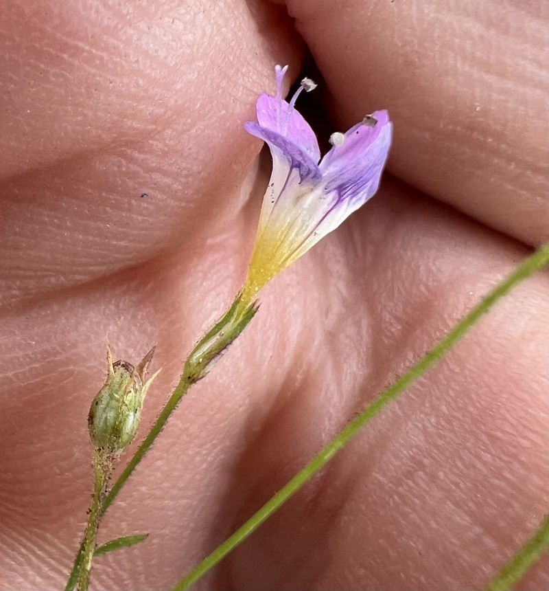 Navarretia leptalea subsp. bicolor photo 7