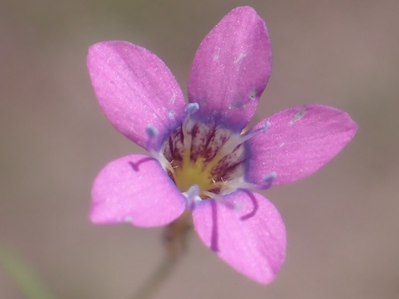 Navarretia leptalea subsp. bicolor photo 8