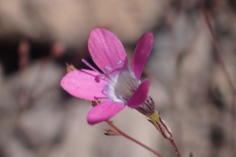 Navarretia leptalea subsp. leptalea