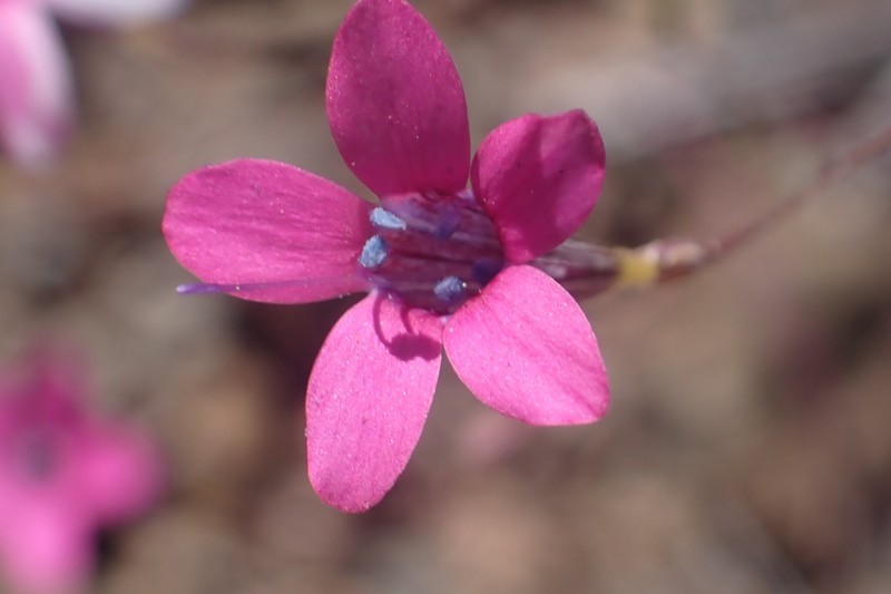 Navarretia leptalea subsp. leptalea photo 2