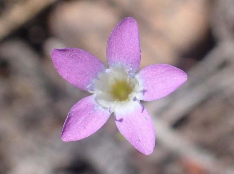 Navarretia leptalea subsp. leptalea photo 3