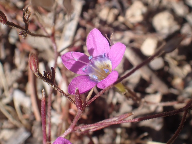 Navarretia leptalea subsp. leptalea photo 4