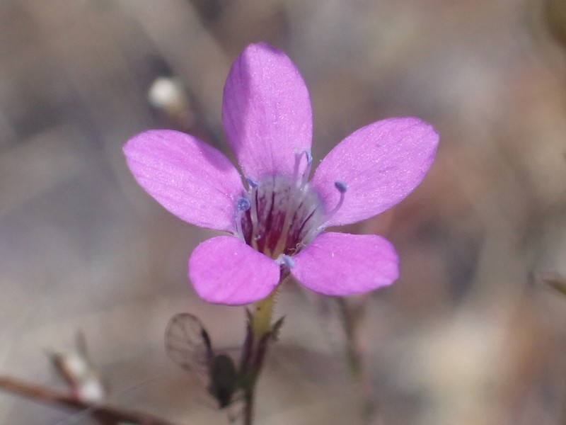 Navarretia leptalea subsp. leptalea photo 5