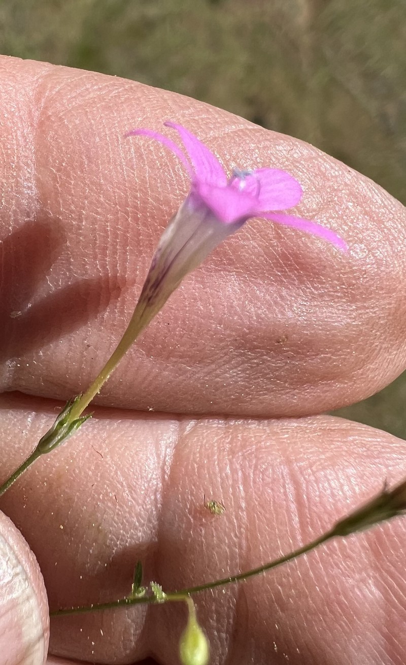 Navarretia leptalea subsp. leptalea photo 8
