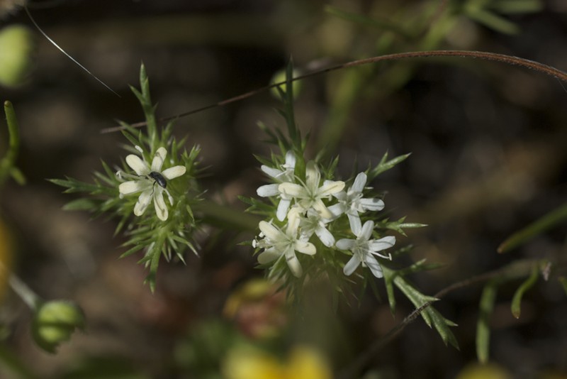Whitehead Navarretia