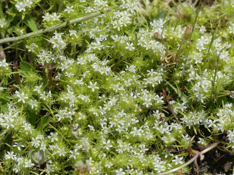 Whitehead Navarretia photo 3