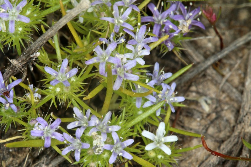 Whitehead Navarretia photo 4