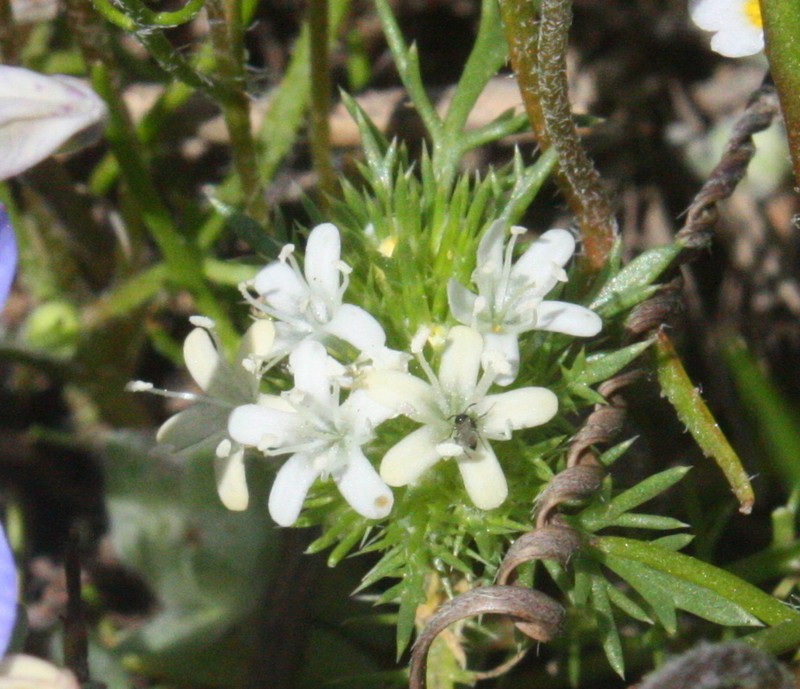Whitehead Navarretia photo 5