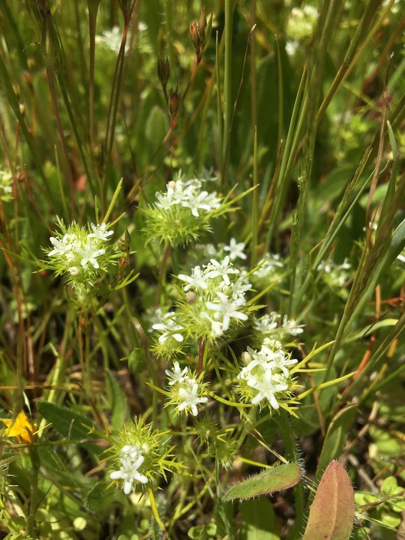 Whitehead Navarretia photo 6