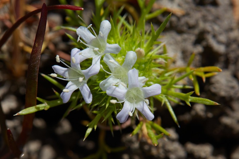 Whitehead Navarretia photo 7