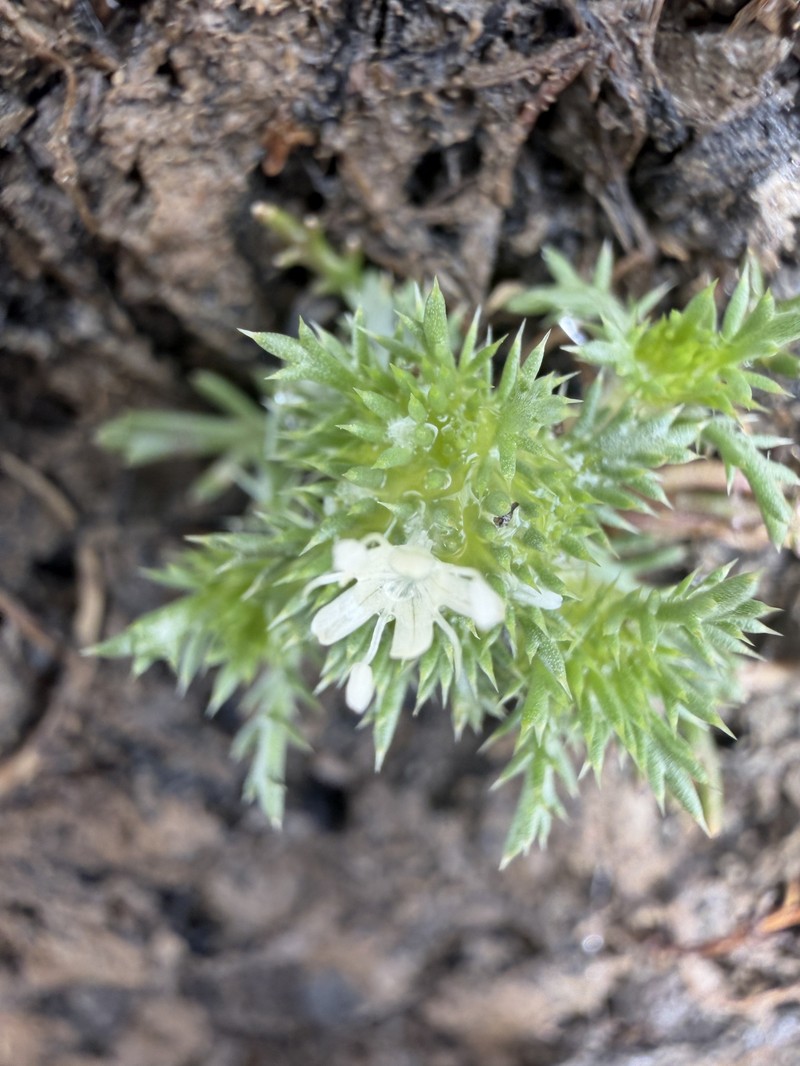 Navarretia leucocephala subsp. bakeri