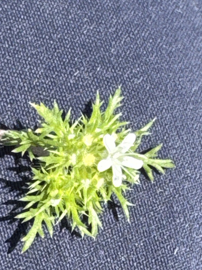 Navarretia leucocephala subsp. bakeri photo 3