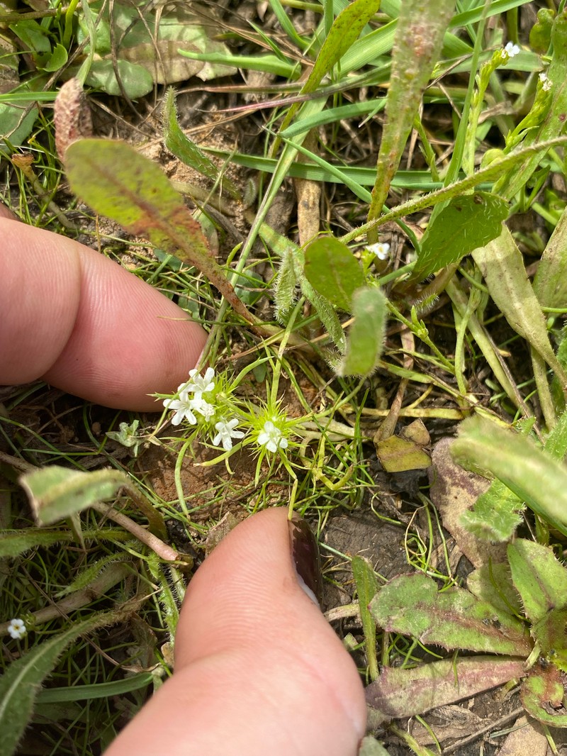 Navarretia leucocephala subsp. leucocephala