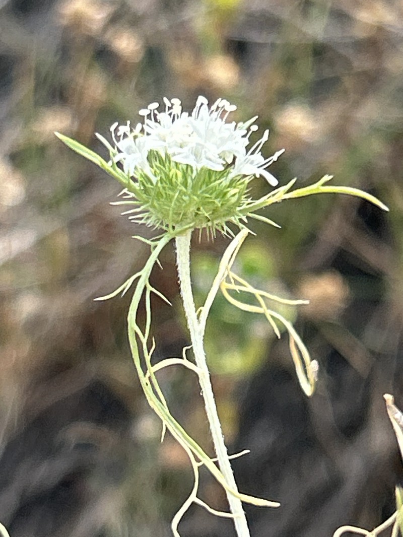 Navarretia leucocephala subsp. leucocephala photo 2