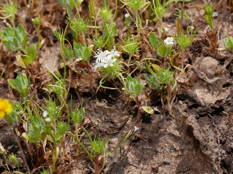 Navarretia leucocephala subsp. leucocephala photo 4