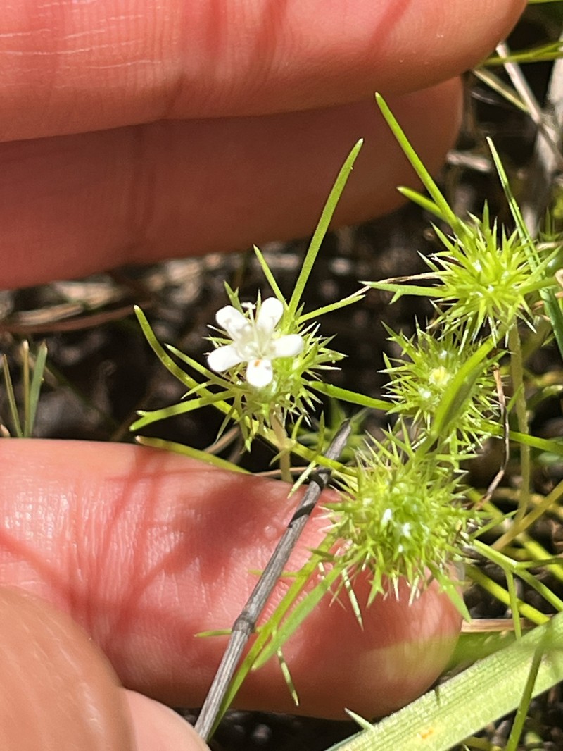 Navarretia leucocephala subsp. leucocephala photo 5