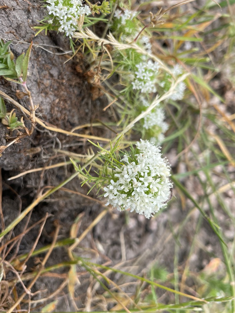 Navarretia leucocephala subsp. leucocephala photo 8