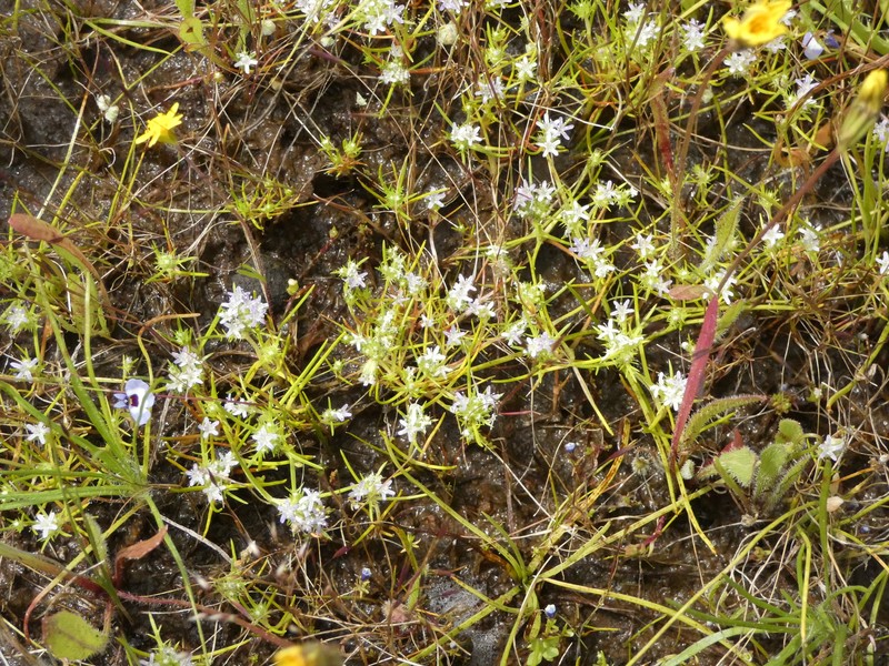Navarretia leucocephala subsp. pauciflora