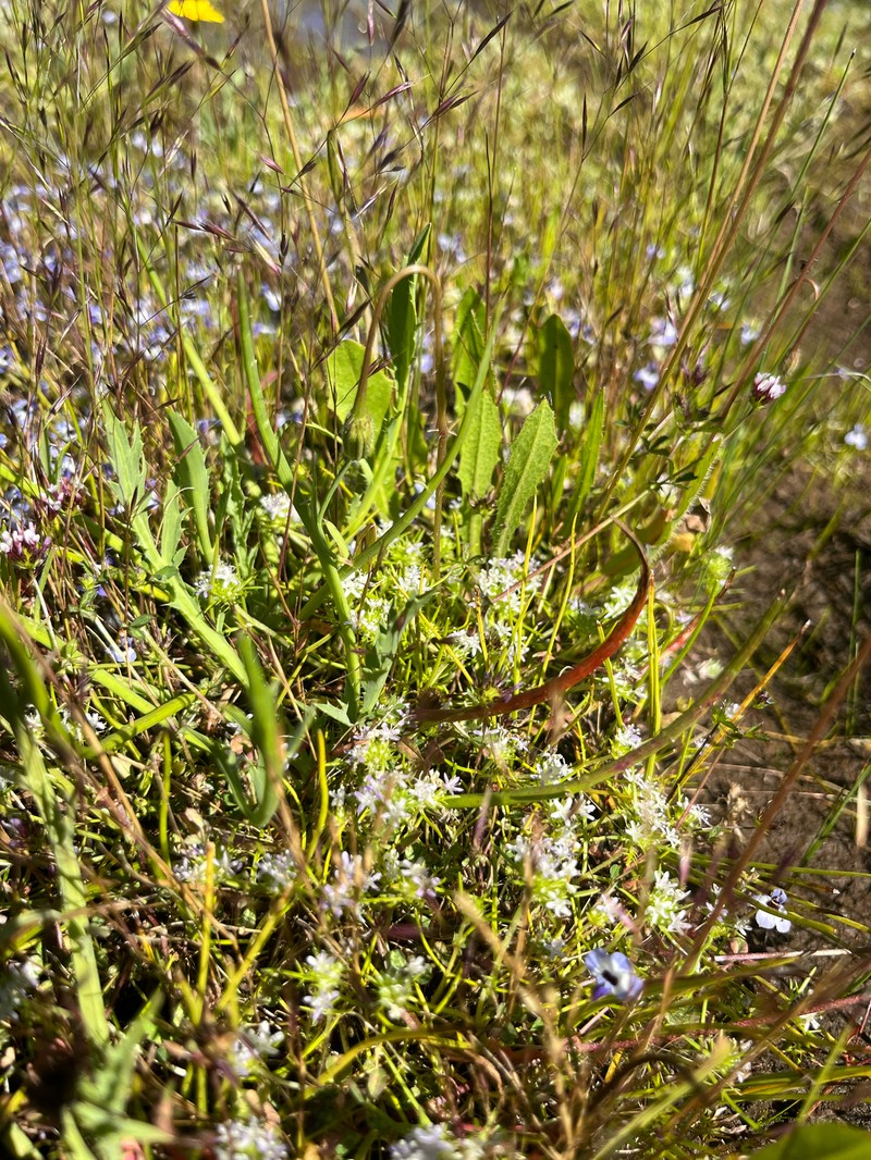 Navarretia leucocephala subsp. pauciflora photo 2