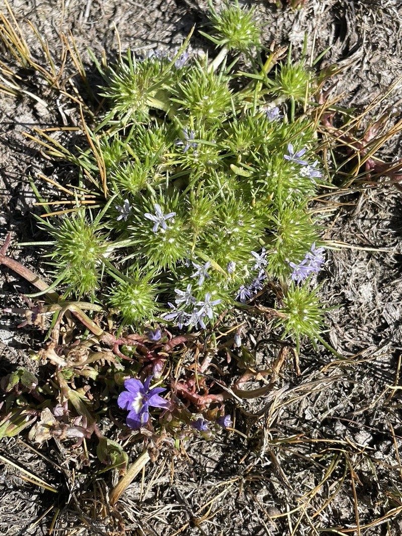 Navarretia leucocephala subsp. pauciflora photo 3