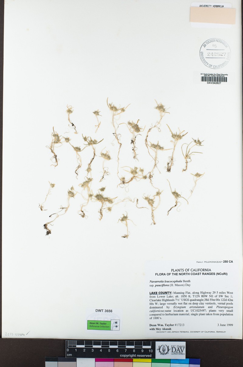 Navarretia leucocephala subsp. pauciflora photo 4