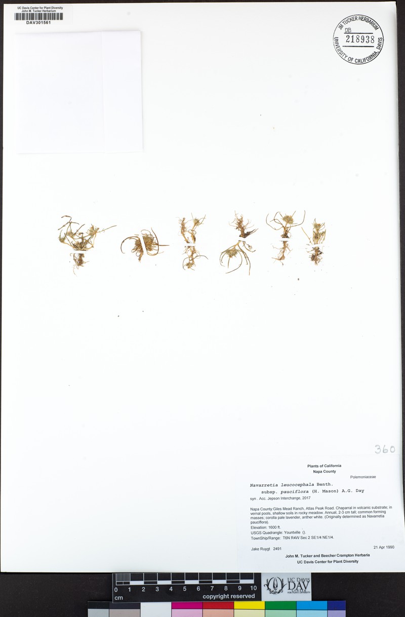 Navarretia leucocephala subsp. pauciflora photo 5