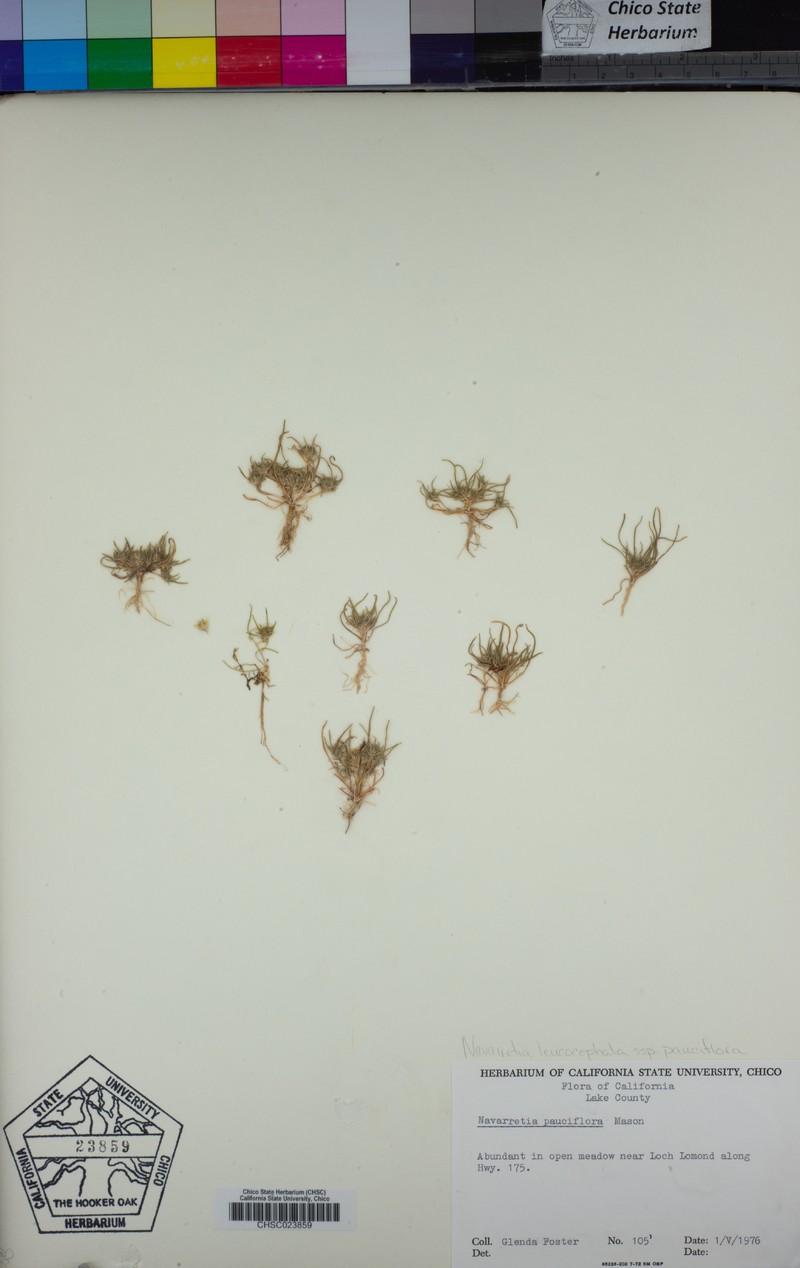 Navarretia leucocephala subsp. pauciflora photo 6