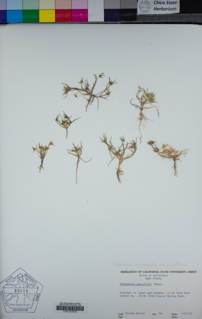 Navarretia leucocephala subsp. pauciflora photo 7