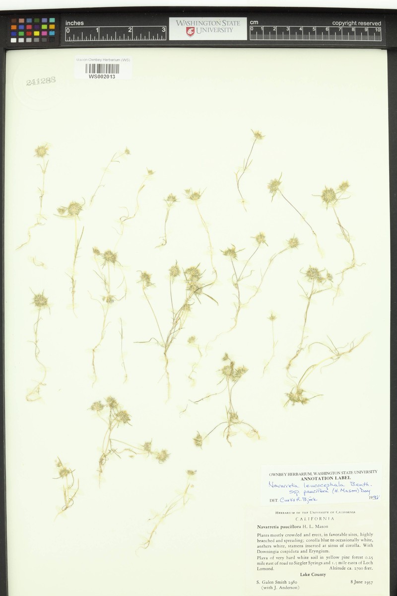Navarretia leucocephala subsp. pauciflora photo 8