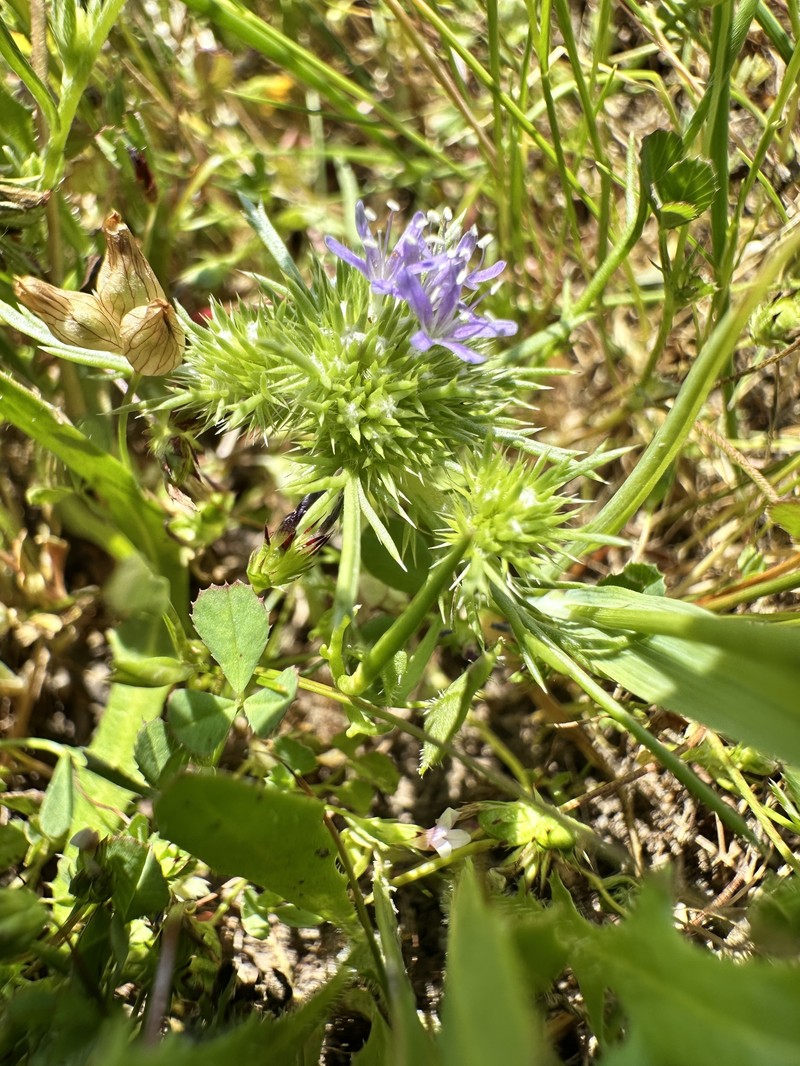 Navarretia leucocephala subsp. plieantha