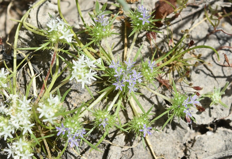 Navarretia leucocephala subsp. plieantha photo 2