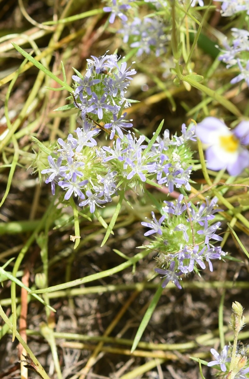 Navarretia leucocephala subsp. plieantha photo 3