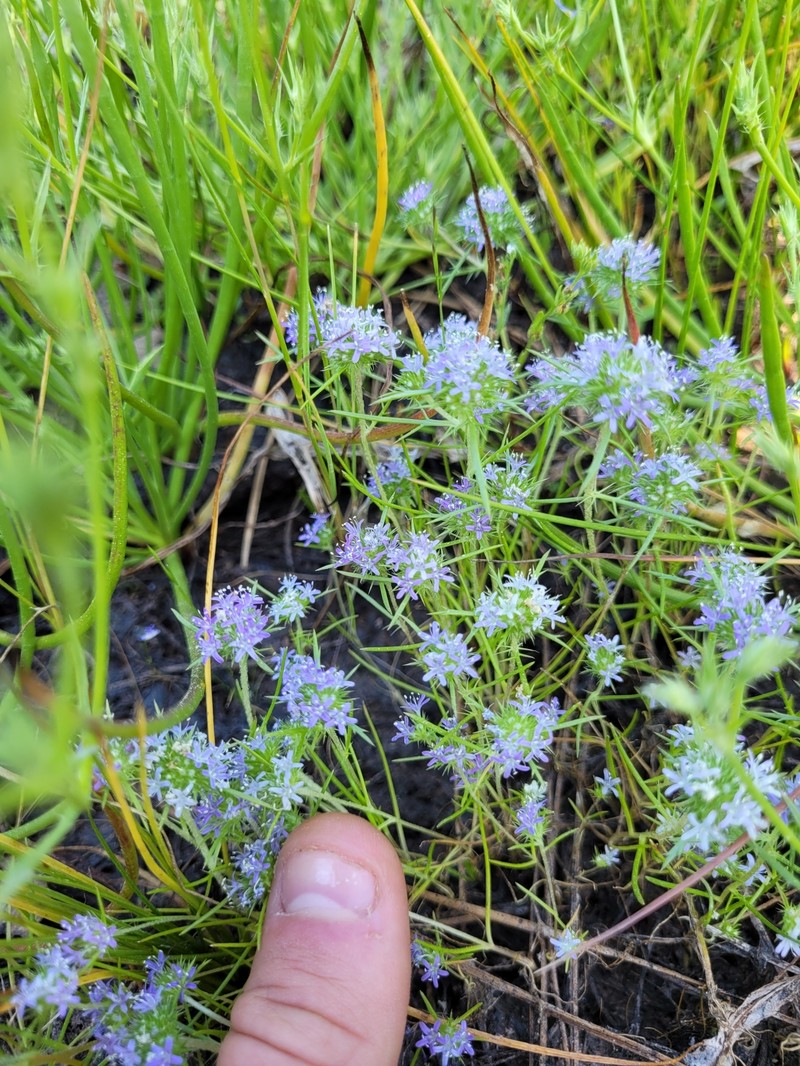 Navarretia leucocephala subsp. plieantha photo 4