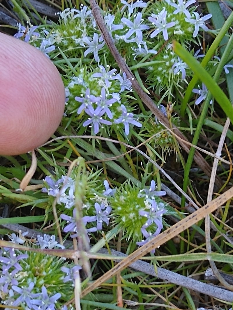 Navarretia leucocephala subsp. plieantha photo 5