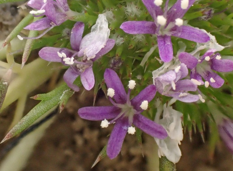 Navarretia leucocephala subsp. plieantha photo 6