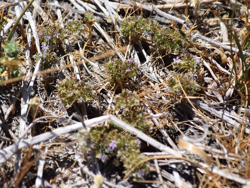 Navarretia leucocephala subsp. plieantha photo 7