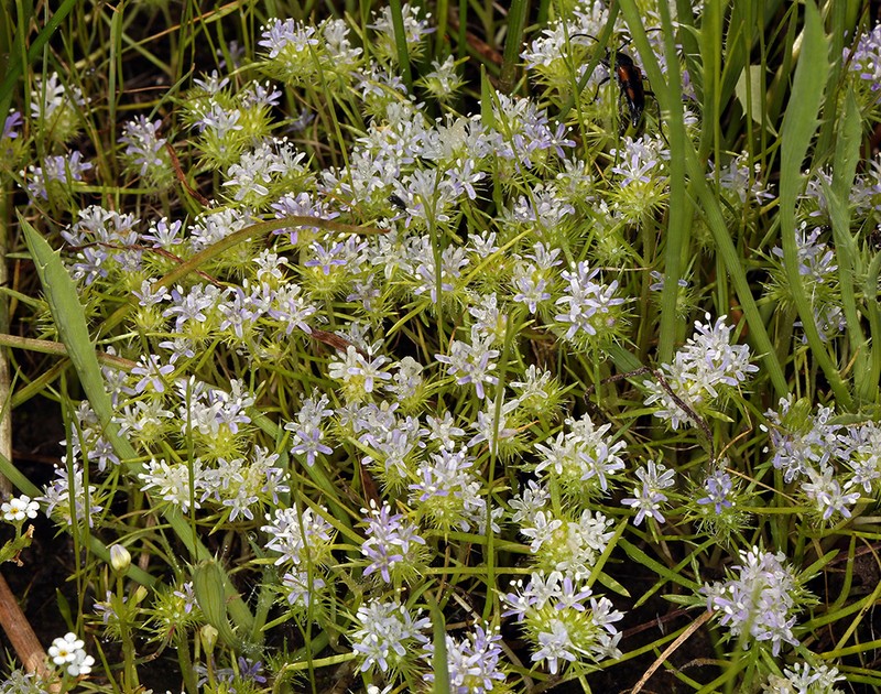 Navarretia leucocephala subsp. plieantha photo 8