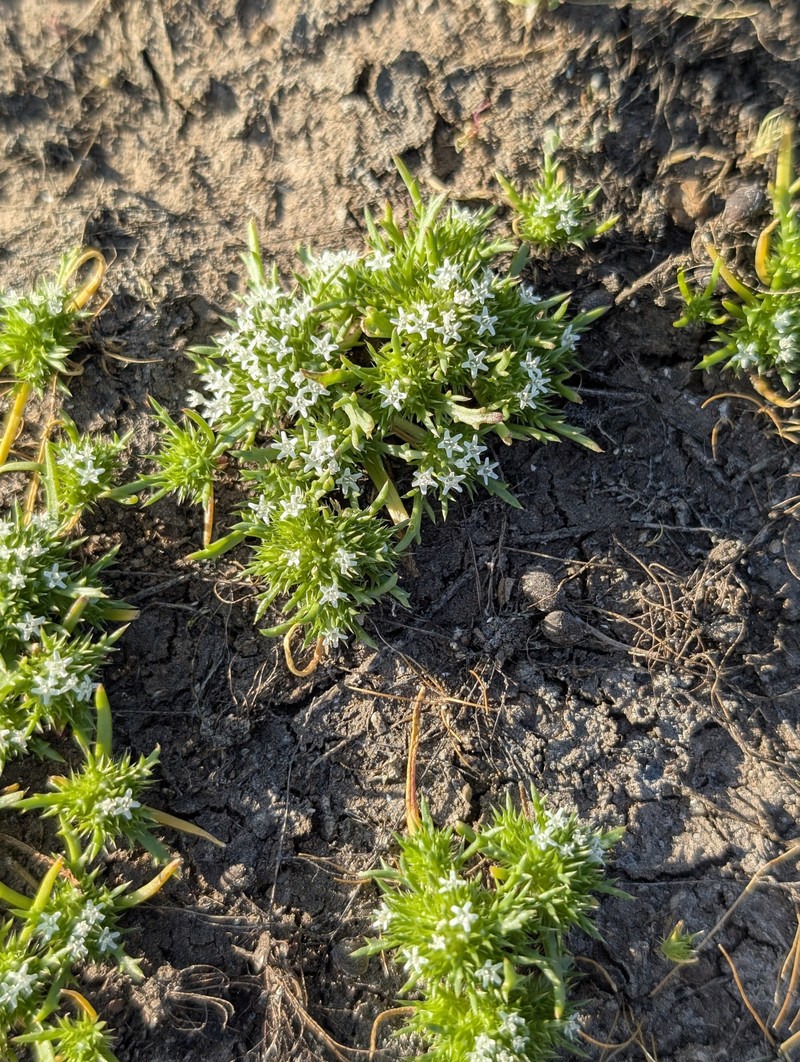 Navarretia leucocephala subsp. suksdorfii