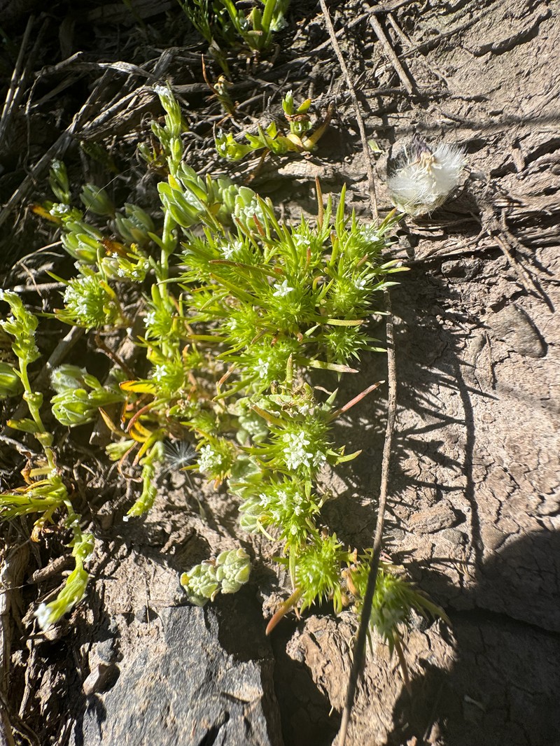 Navarretia leucocephala subsp. suksdorfii photo 2