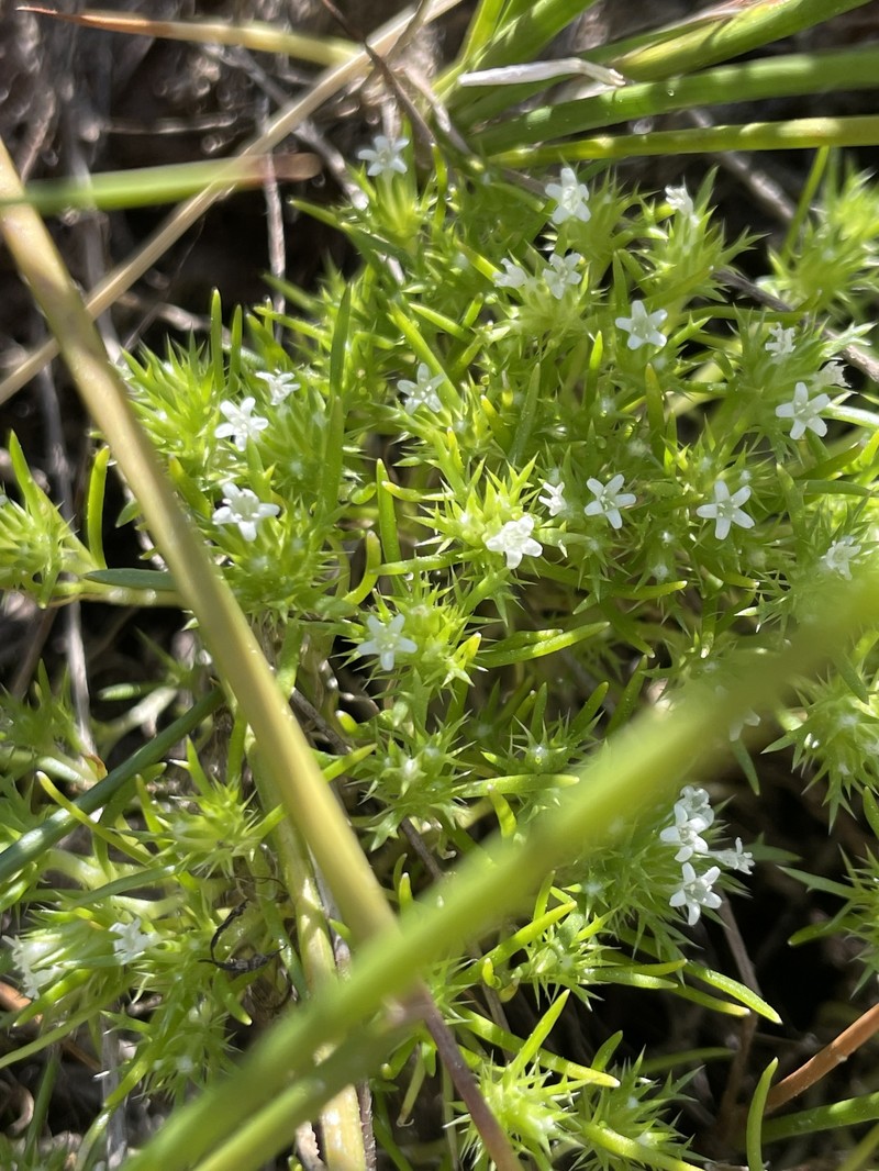 Navarretia leucocephala subsp. suksdorfii photo 3