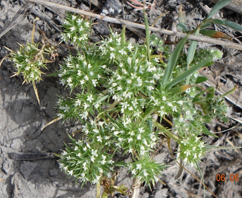Navarretia leucocephala subsp. suksdorfii photo 4
