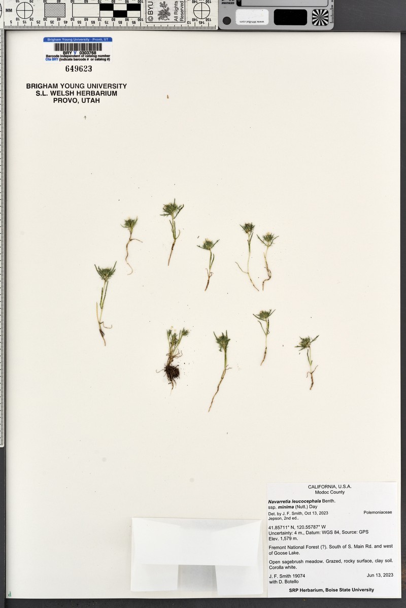 Navarretia leucocephala subsp. suksdorfii photo 5