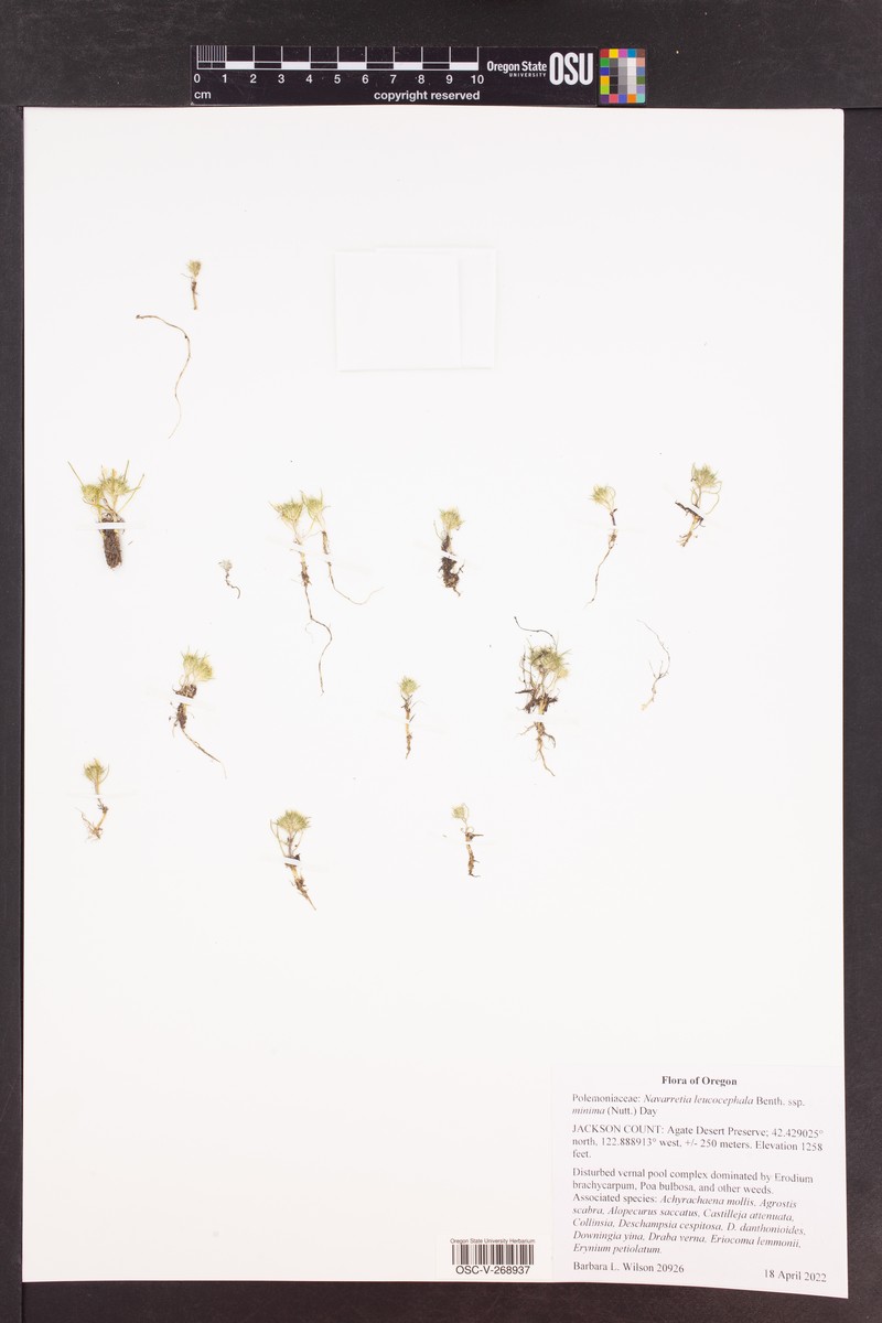 Navarretia leucocephala subsp. suksdorfii photo 6