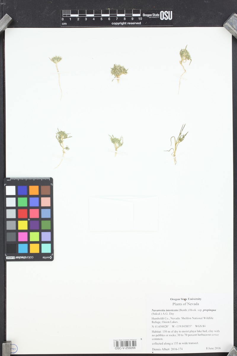 Navarretia leucocephala subsp. suksdorfii photo 7