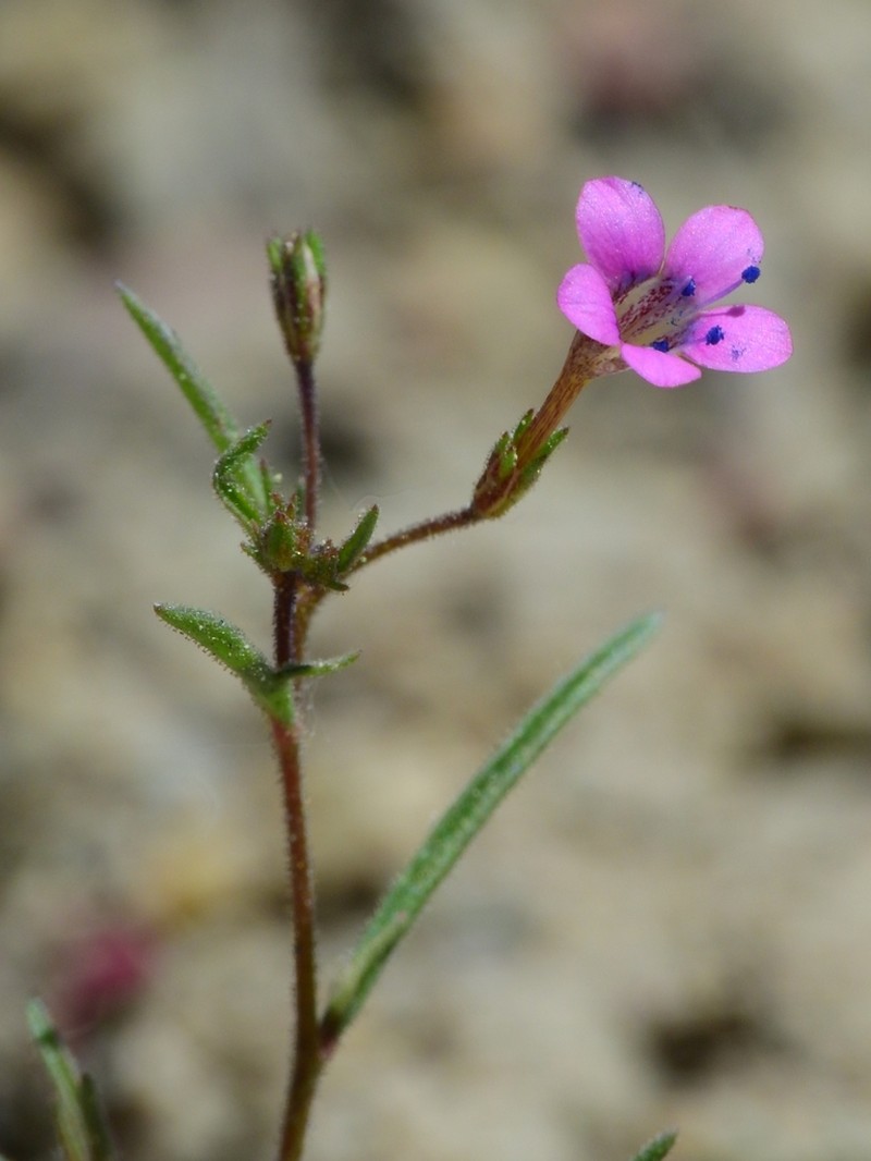 Navarretia linearifolia