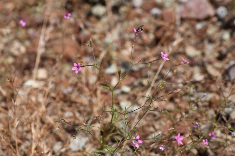 Navarretia linearifolia photo 2