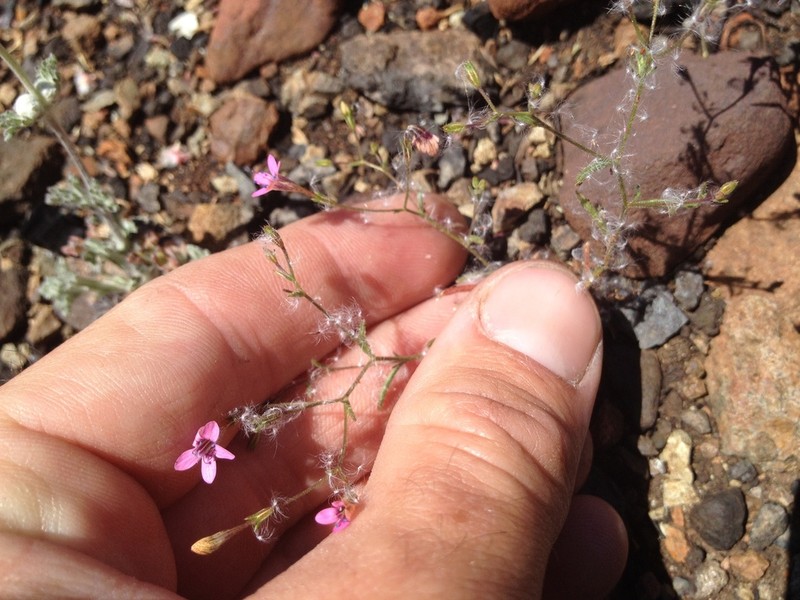 Navarretia linearifolia photo 3